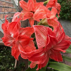 我が家の庭,今日のお花,八重のアマリリス,エントランスの画像