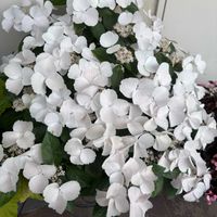 ラグランジア ブライダルシャワー,花のある暮らし,お花大好き♡,ベランダの画像