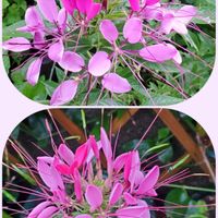 クレオメ,可愛い〜♡,ピンクのお花,カラフルお花,優しい色合い♡の画像