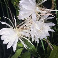 ゲッカビジン,月下美人,月下美人,京都府立植物園,昼夜逆転室の画像