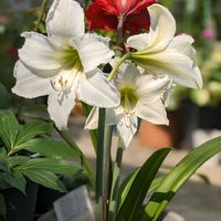 アマリリス,今日のお花,アマリリス♡の画像
