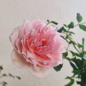 バラ ソニアリキエル,バラを楽しむ,咲いてくれてありがとう❤,おうち園芸,今咲いています。の画像