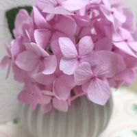 アジサイ,スモークツリー,ヤブデマリ,四季咲きアジサイ 霧島の恵,スカビオサ　マシュマロスクープの画像