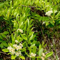 ピラカンサ,ピラカンサス,常緑低木,白い花,植栽の画像