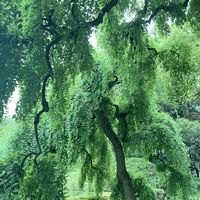 クスノキ,シダレエンジュ,シダレエンジュ,京都府立植物園の画像