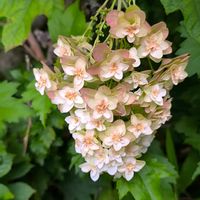 カシワバアジサイ,ジャガイモ,花のある暮らし,花は癒やし♡,チーム愛知の画像