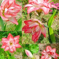 アジサイ,アマリリス,紫陽花,紫陽花 アジサイ あじさい,花のある暮らしの画像