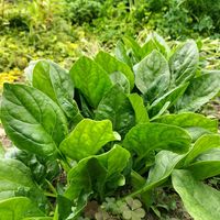 春まきほうれん草,小さな庭,家庭菜園,畑,庭の画像