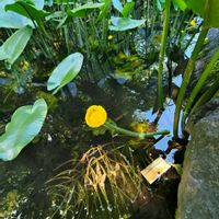 コウホネ,水草,山野草,水生植物,野草の画像