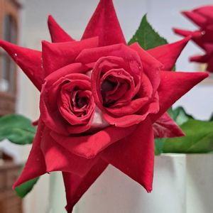 バラ,薔薇,薔薇,ハイブリッドティー,切り花の画像