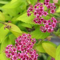 シモツケ ,地植え,花壇,小さな庭,庭の画像