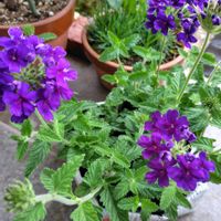 バーベナ,紫陽花,金鯱,多肉植物いろいろ,アジサイ ごきげんようの画像