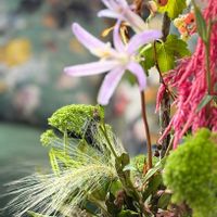 ウツボカズラ,曜白朝顔,曜白朝顔,ホルディウム ジュバダム,花のあしらい教室　初夏の画像