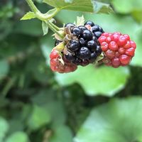 ブラックベリー,ブラックベリー,木苺,ブラックベリーの花,ベリーの画像