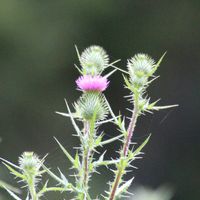 アザミ,サボテン,アメリカオニアザミ,セイヨウオニアザミ,山野草の画像