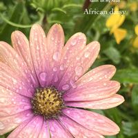 オステオスペルマム,アフリカキンセンカ,アフリカンデージー,キク科,花のある暮らしの画像
