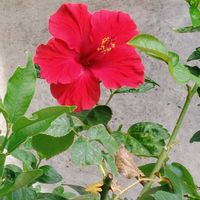 スパティフィラム,ハイビスカス,植物のある暮らし,お花大好き✨,テラスの画像