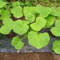 バターナッツかぼちゃ,カボチャ,芽吹き,種から,空中栽培の画像