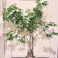 アセビ,切り花,生花,枝もの,枝もの定期便の画像