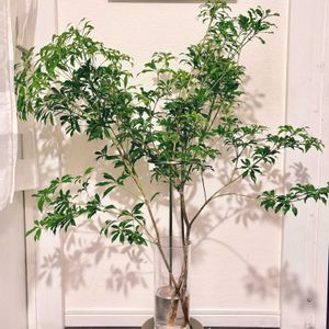 アセビ,切り花,生花,枝もの,枝もの定期便の画像