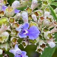 セイヨウニンジンボク,西洋ニンジンボク,セイヨウニンジンボクの花と実,セイヨウニンジンボクの花穂,散歩道の画像