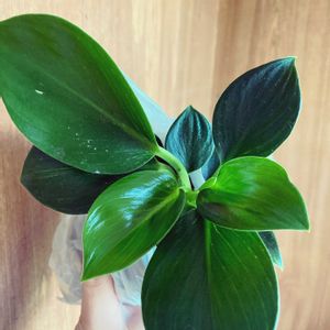 フィロデンドロン・バーキン,観葉植物,ダイソー,植物のある暮らし,フィロデンドロン属の画像