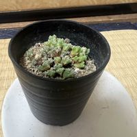 コノフィツム,ハミエルベルゲンスの画像