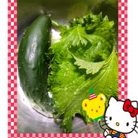 青紫蘇,胡瓜,プランター栽培,庭からの恵み,胡瓜の栽培の画像