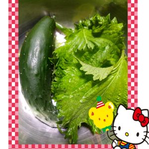 青紫蘇,胡瓜,プランター栽培,庭からの恵み,胡瓜の栽培の画像