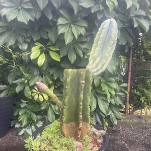 サボテン,鬼面角,花芽,セレウス属,ブランチの画像