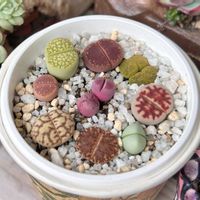 エケベリア,リトープス,夕波,多肉植物,エケベリア属の画像