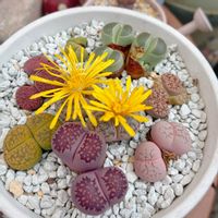 リトープス,多肉植物,ガーデニング,花のある暮らし,花が好きの画像
