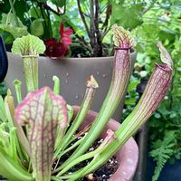 ウツボカズラ,ウツボカズラ,ハートカズラ斑入り《レディハート》,食虫植物・サラセニア,食虫植物・サラセニアの画像