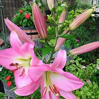 アマリリス,アマリリス,カンナ,ツバメスイセン,オリエンタルリリーの画像
