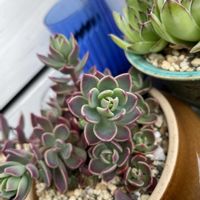 多肉植物,植中毒,植物は癒し,庭の画像