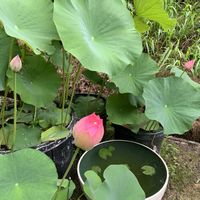 モモ,小舞妃,ハンゲショウ(半夏生),ハス（蓮）,オオデマリの実の画像