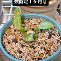 ディフェンバキア,ディフェンバキア ティキ,観葉植物,強剪定,緑は癒しの画像