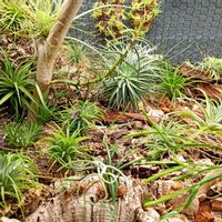リプサリス,エアープランツ/チランジア,LEDライト,観葉植物を楽しむ,チランジア初心者の画像
