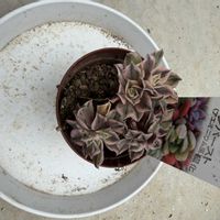 多肉植物,アエオニウム属の画像