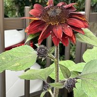 ヒマワリ,ヒマワリ,ネコ好き,プランター,花のある暮らしの画像