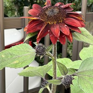 ヒマワリ,ヒマワリ,ネコ好き,プランター,花のある暮らしの画像
