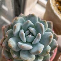 多肉植物,たにくあそび。,多肉好きな人と繋がりたい,たにらー,ひみつ基地の画像