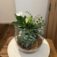 フィットニア,ペラエア・ロツンディフォリア,アンスリウムエクリプス,寄せ植え,観葉植物の画像