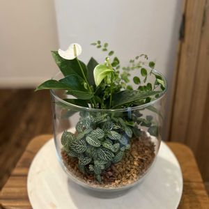 フィットニア,ペラエア・ロツンディフォリア,アンスリウムエクリプス,寄せ植え,観葉植物の画像