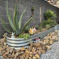 ユッカ,グロリオサ,多肉植物,観葉植物,ガーデニングの画像