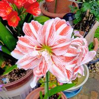 アマリリス,アマリリス,シモツケ ,シモツケ ,リョウブの画像