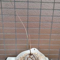 亀甲竜,アフリカ亀甲竜,観葉植物,塊根植物,つる性植物の画像