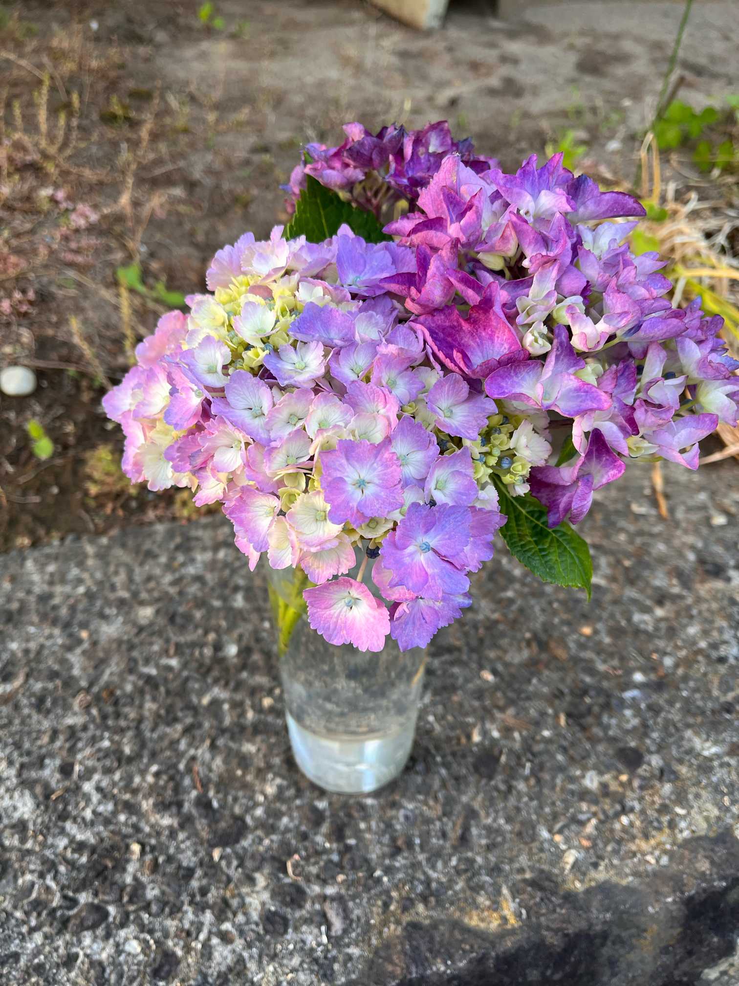 隣の家から紫陽花を貰いました。｜?GreenSnap（グリーンスナップ）