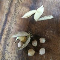 ひよこ豆,ひよこ豆,ダイソー産,初収穫,種蒔きっ子の画像