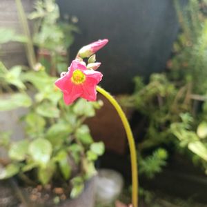 ラッキークローバー,球根植物,ダイソー産の画像